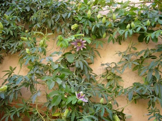 Dar Zahia Otel Taroudant Dış mekan fotoğraf