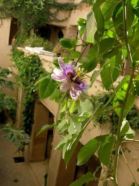 Dar Zahia Otel Taroudant Dış mekan fotoğraf